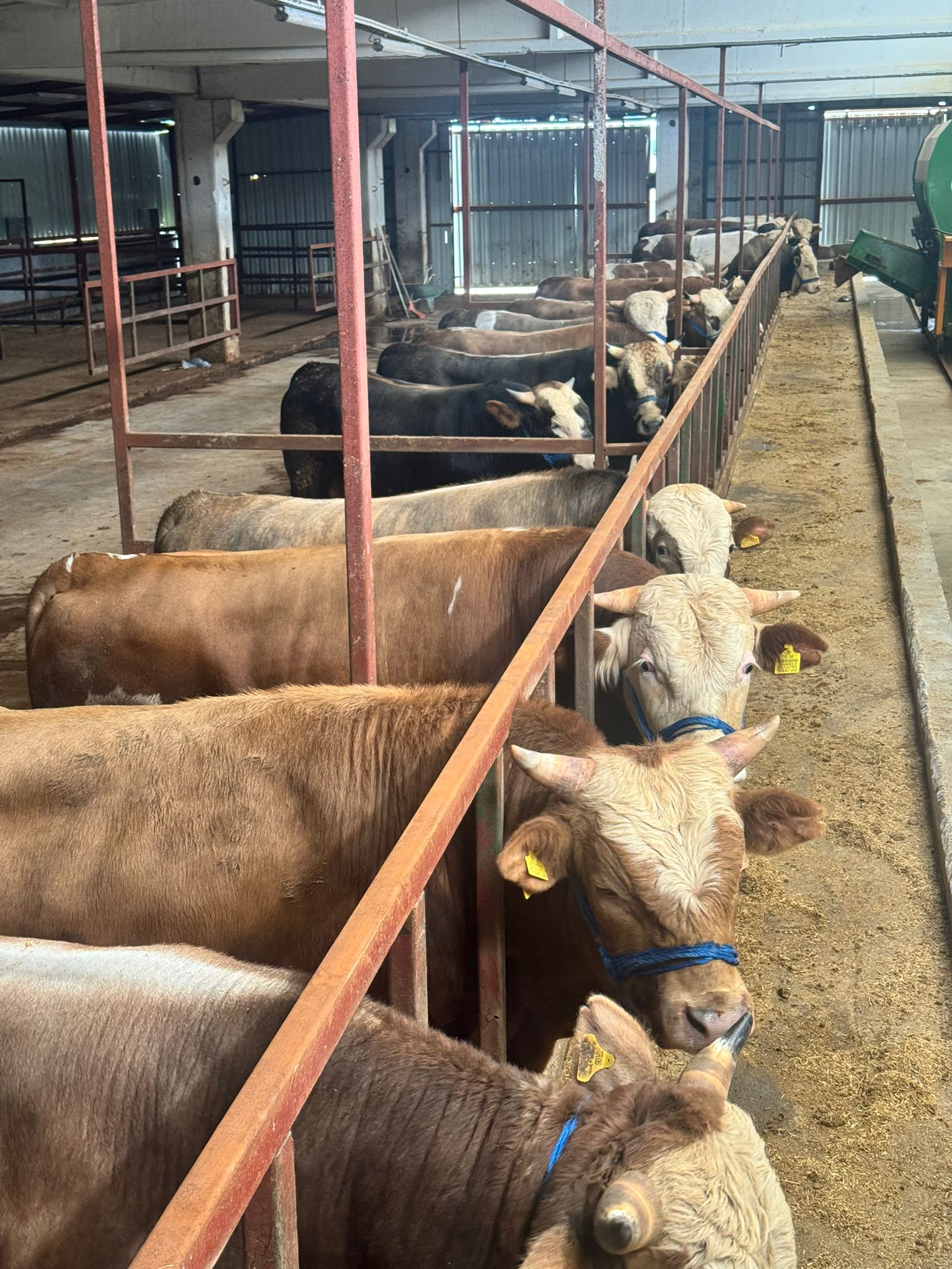 Türkiye geneli büyükbaş hayvan satışı