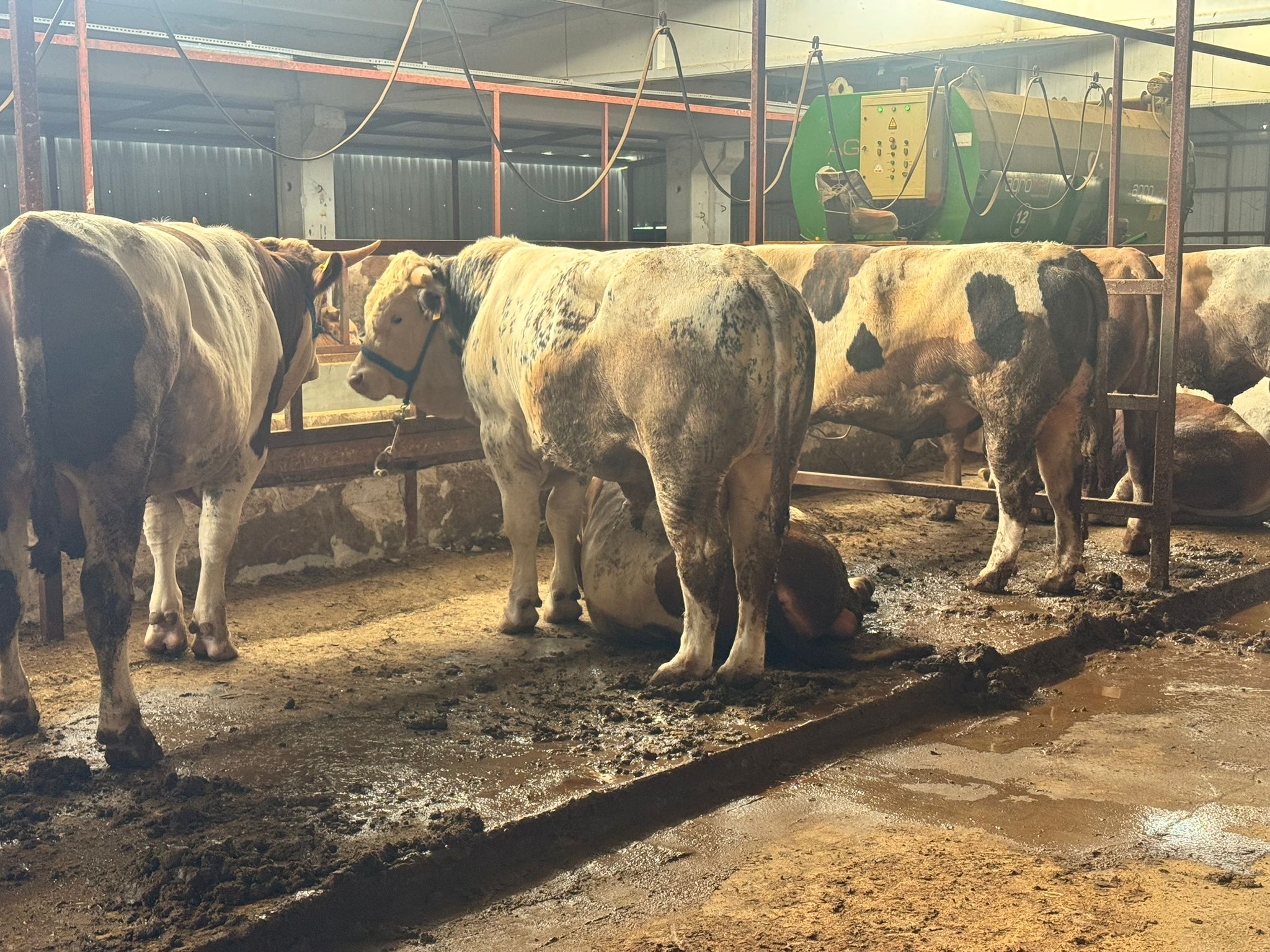 Toplu büyükbaş hayvan satışı